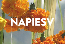 napiesv.org